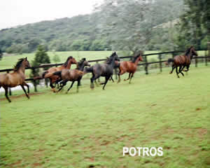 Leilão de Cavalo Brasil